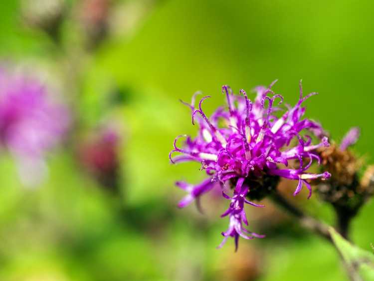 You are currently viewing Variétés d'ironweed pour les jardins – Comment faire pousser des fleurs d'ironweed de Vernonia