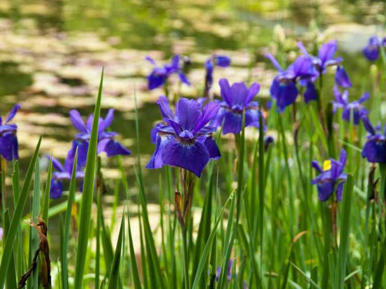 Lire la suite à propos de l’article Huit plantes d'étang les plus populaires