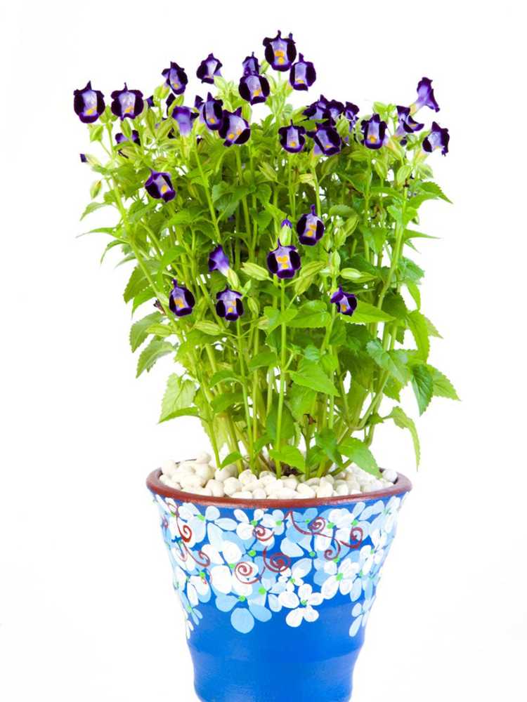 You are currently viewing Fleur de wishbone en pot : en savoir plus sur la plantation en pot de Torenia