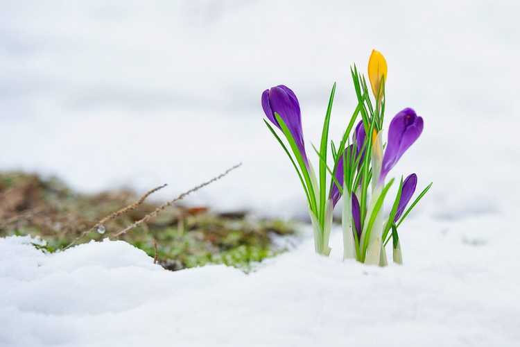 You are currently viewing Quelles sont les exigences de vernalisation et pourquoi les plantes ont besoin d'une vernalisation