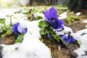 Lire la suite à propos de l’article Hiverner les jardins urbains : entretenir les jardins urbains en hiver