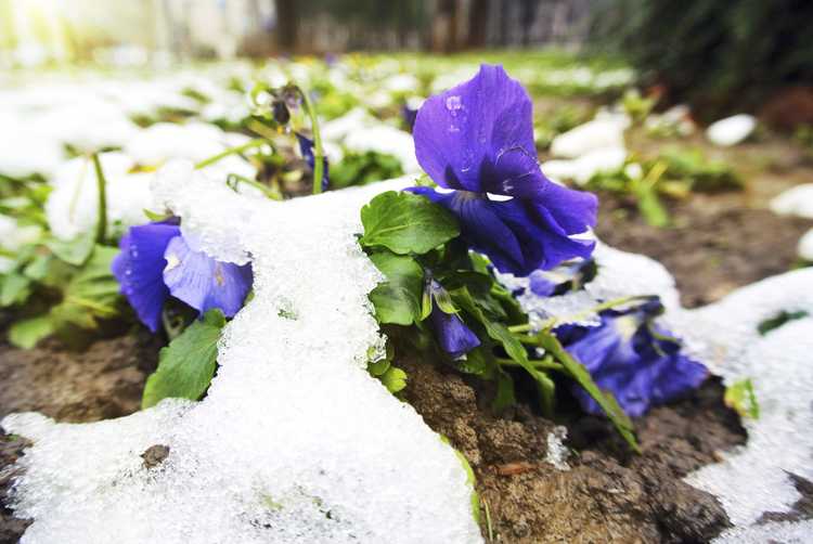 You are currently viewing Hiverner les jardins urbains : entretenir les jardins urbains en hiver