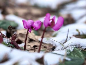 Lire la suite à propos de l’article Meilleures fleurs pour l'hiver : fleurs résistantes au froid qui fleurissent dans la neige