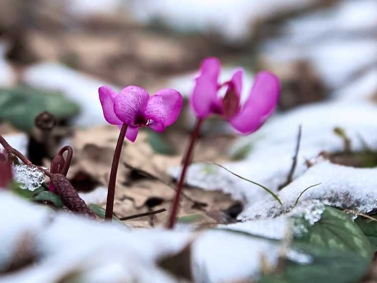 You are currently viewing Meilleures fleurs pour l'hiver : fleurs résistantes au froid qui fleurissent dans la neige