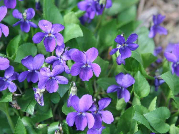 You are currently viewing Tuer les violettes sauvages – Conseils pour contrôler les violettes sauvages