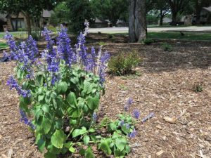 Lire la suite à propos de l’article Fleurs Xeriscape: fleurs tolérantes à la sécheresse pour le jardin