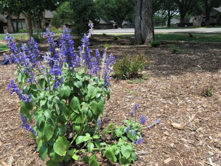 You are currently viewing Fleurs Xeriscape: fleurs tolérantes à la sécheresse pour le jardin