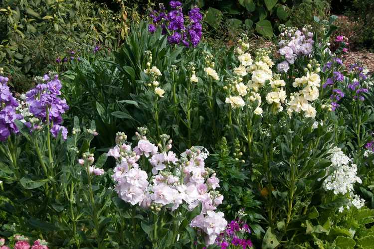 You are currently viewing Entretien des plantes porte-greffes : comment faire pousser des fleurs porte-greffes