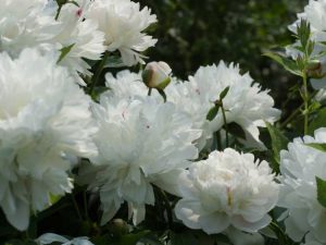 Lire la suite à propos de l’article 10 plantes vivaces blanches : de belles fleurs blanches qui reviendront année après année