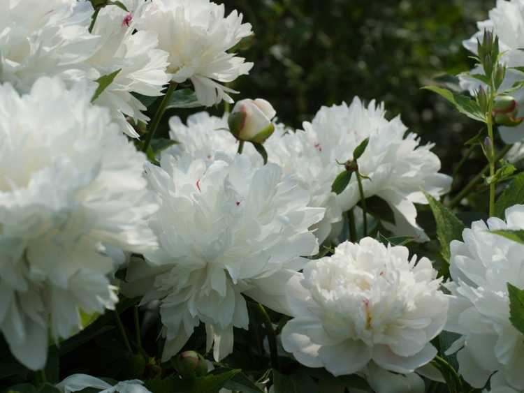 You are currently viewing 10 plantes vivaces blanches : de belles fleurs blanches qui reviendront année après année