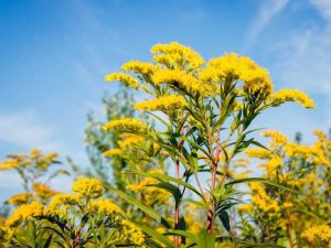 Lire la suite à propos de l’article Fleurs vivaces d'automne – Quelles fleurs d'automne sont des plantes vivaces