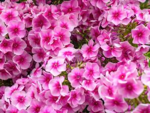 Lire la suite à propos de l’article 10 fleurs vivaces rose vif : des plantes vivaces roses parfaites pour chaque jardin