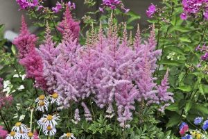 Lire la suite à propos de l’article Temps de floraison pour les plantes Astilbe: Quand Astilbe fleurit-il