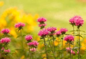 Lire la suite à propos de l’article Le baume d'abeille ne fleurit pas : pourquoi mon baume d'abeille ne fleurit-il pas