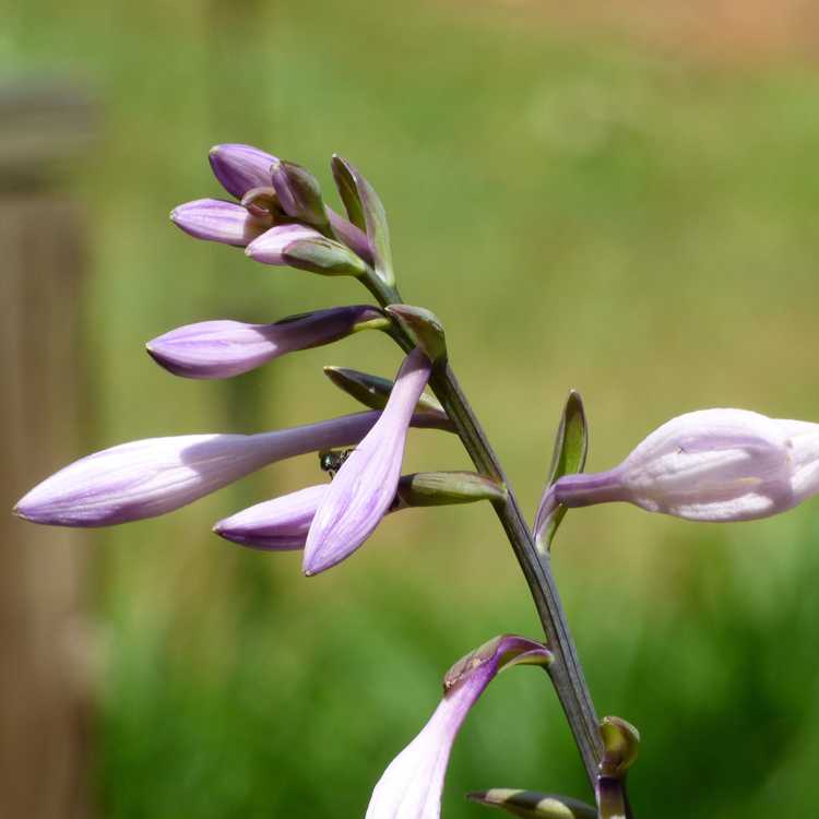 You are currently viewing Floraison des plantes Hosta: Que faire à propos des fleurs sur les plantes Hosta