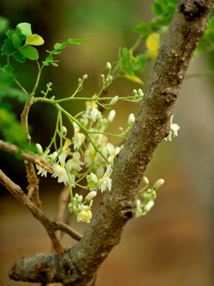 Lire la suite à propos de l’article À propos des arbres Moringa – Entretien et culture des arbres Moringa