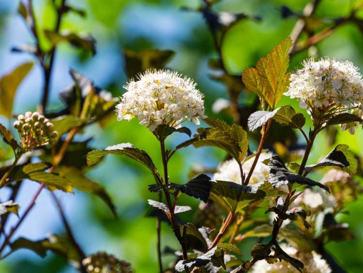 You are currently viewing Prendre soin du Physocarpus Ninebark – Comment faire pousser un buisson de Ninebark