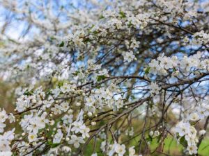 Lire la suite à propos de l’article Que sont les prunes Ersinger Fruhzwetsche : Cultiver un arbre Ersinger Fruhzwetsche