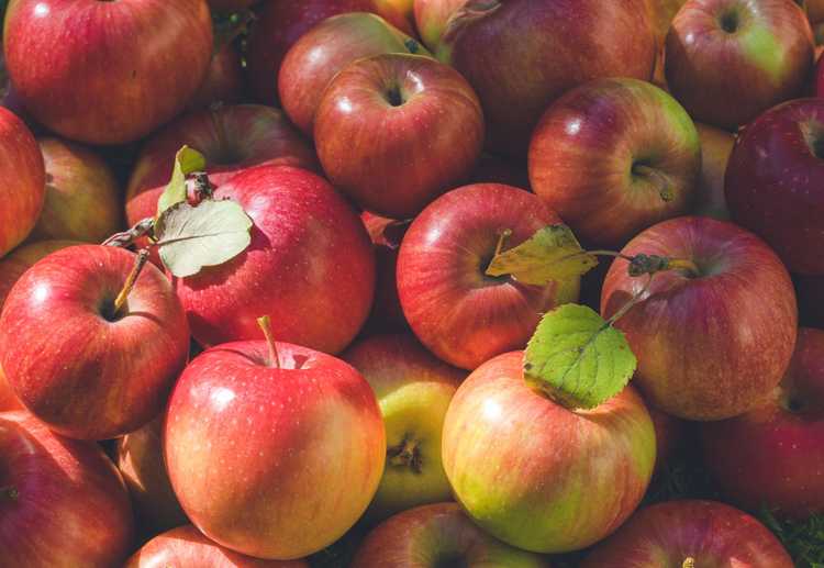 You are currently viewing Faits sur les pommes de la foire d'État : Qu'est-ce qu'un pommier de foire d'État