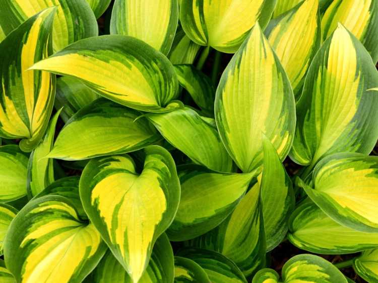 You are currently viewing Types de plantes Hosta : combien de types d'Hosta existe-t-il