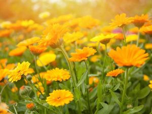 Lire la suite à propos de l’article Maladies courantes du calendula – Comment traiter les plantes de calendula malades