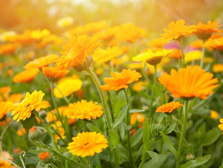 You are currently viewing Maladies courantes du calendula – Comment traiter les plantes de calendula malades