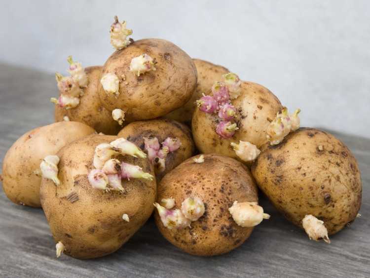 Lire la suite à propos de l’article Fongicide pour les plants de pommes de terre afin d'éviter les problèmes de culture des pommes de terre