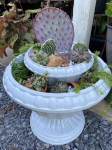Lire la suite à propos de l’article Jardin de cactus en pot : créer un jardin de cactus en pot