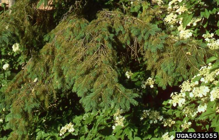 Lire la suite à propos de l’article Traitement des fontes à l'aiguille – En savoir plus sur les fontes à l'aiguille de Stigmina et de Rhizosphaera dans les arbres