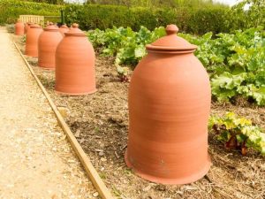 Lire la suite à propos de l’article Utilisez un pot forceur à rhubarbe pour faire pousser de la rhubarbe plus sucrée