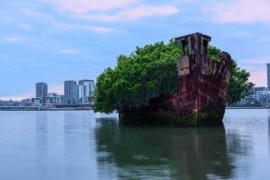 Lire la suite à propos de l’article Qu'est-ce qu'une forêt flottante : informations sur les arbres astucieusement flottants