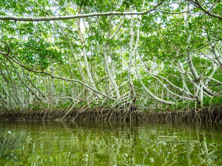 You are currently viewing Qu'est-ce qu'une forêt maritime – Arbres et arbustes pour les milieux maritimes