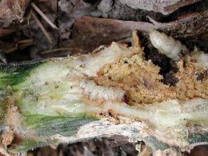 Lire la suite à propos de l’article Foreurs de la vigne – Quand un plant de courgette d'apparence saine meurt soudainement