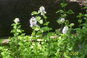 Lire la suite à propos de l’article Foreurs de la menthe: comment traiter les foreurs de la menthe dans le jardin