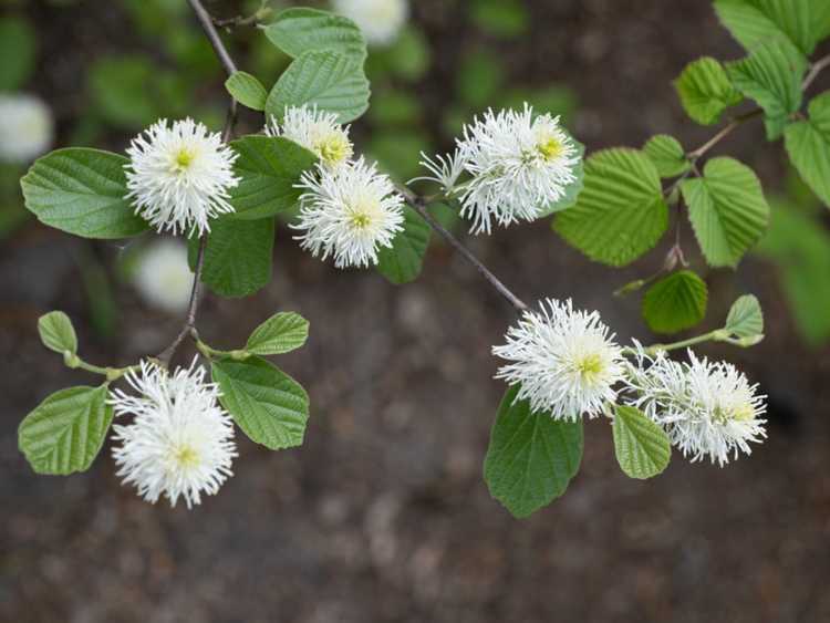 You are currently viewing Entretien des plantes Fothergilla : Conseils sur la culture des arbustes Fothergilla