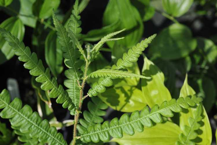 You are currently viewing Informations sur les plantes Sweetfern : Que sont les plantes Sweetfern