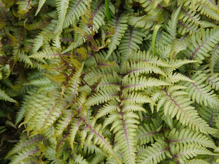 You are currently viewing Qu'est-ce qu'une fougère fantôme – Informations sur la plante fantôme Lady Fern