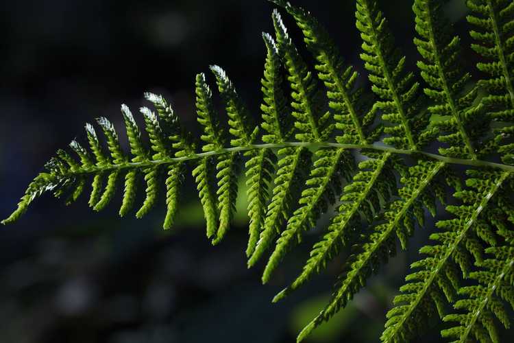 Lire la suite à propos de l’article Faits sur les fougères à chaînes géantes : En savoir plus sur la culture des fougères à chaînes Woodwardia