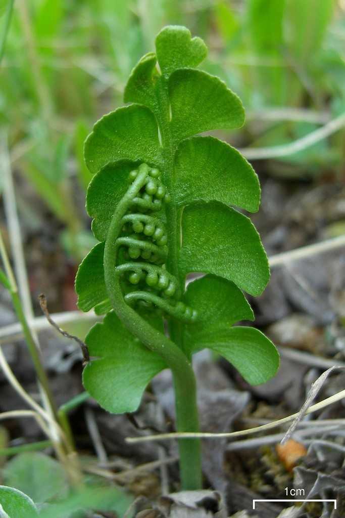 You are currently viewing Entretien des fougères Moonwort : Conseils pour la culture des fougères Moonwort