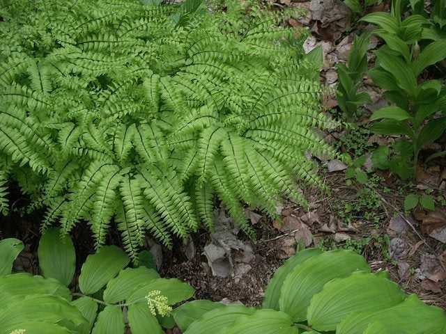 You are currently viewing Cultiver et entretenir les fougères Maidenhair