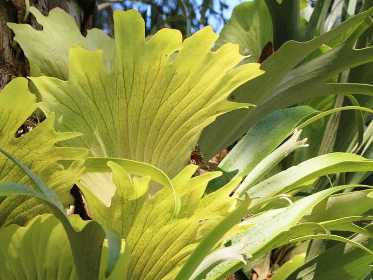 You are currently viewing Engrais pour fougères staghorn – Quand nourrir les fougères staghorn