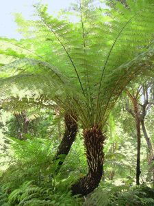 Lire la suite à propos de l’article Qu'est-ce qu'une fougère arborescente : différents types d'arbres de fougères et plantation de fougères arborescentes