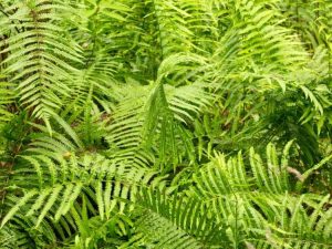 Lire la suite à propos de l’article Informations sur les plantes de Shield Fern – Cultiver des fougères du Bouclier du Sud dans les jardins