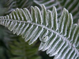 Lire la suite à propos de l’article Fougères rustiques pour un jardin vert toute l’année