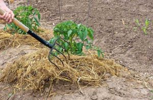 Lire la suite à propos de l’article Paillis de paille dans les jardins : conseils pour utiliser la paille comme paillis pour les légumes