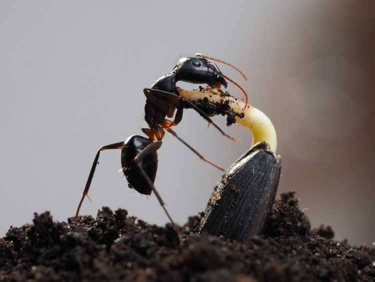 You are currently viewing Fourmis dans les pots de fleurs : comment se débarrasser des fourmis dans les pots