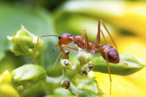 Lire la suite à propos de l’article Contrôle des fourmis de feu dans les jardins : conseils pour contrôler les fourmis de feu en toute sécurité