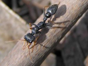 Lire la suite à propos de l’article Qu'est-ce qu'une fourmi Jack Jumper : découvrez le contrôle des fourmis australiennes Jack Jumper