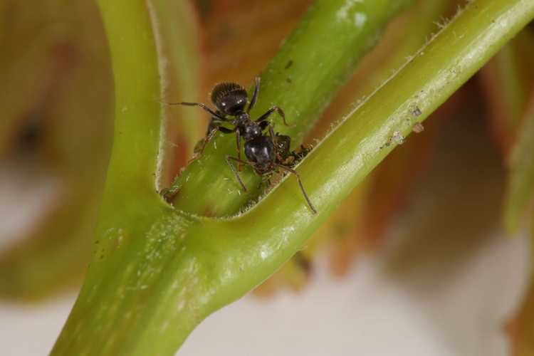 You are currently viewing Débarrasser la serre des fourmis : comment contrôler les fourmis dans une serre