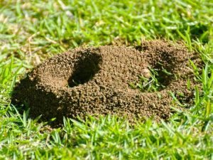 Lire la suite à propos de l’article Fourmilières dans l'herbe : comment contrôler les fourmis dans les pelouses